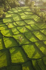Photo sur Plexiglas Rizières Rice terraces hill in Ubud at sunrise, Bali Indonesia. Beautiful sun light and rays on field