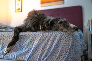 Fototapeta na wymiar Greyhound resting lying in bed