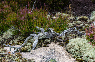 Stary konar, spr&oacute;chniałe drzewo w tle wrzosy