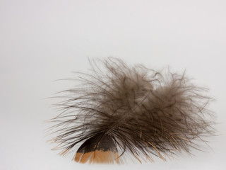 Fototapeta premium goose feather on a light background