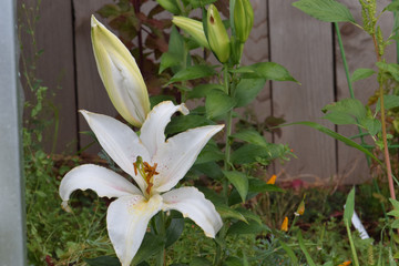 Fototapeta premium Stargazer Buds 04