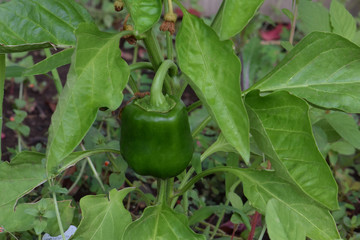Bell Pepper Plant