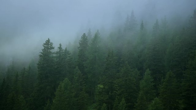 Scenic Coniferous Forest Covered by Late Afternoon Stormy Clouds.