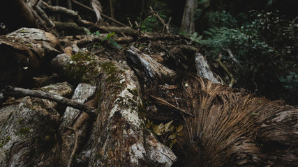 destroyed forest disasters cut down frees dying forest