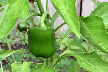 Green Bell Pepper 02