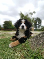 perro cachorro bernes de la monta&ntilde;a mascota