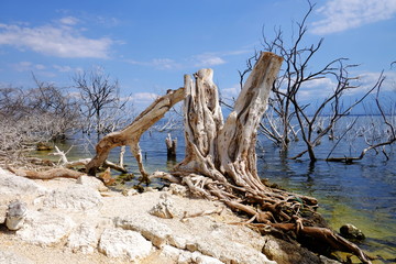 Dead trees in the Enriquillo lake. Dead forest in a water. Dead trees in a swamp. Dead trees in a water.