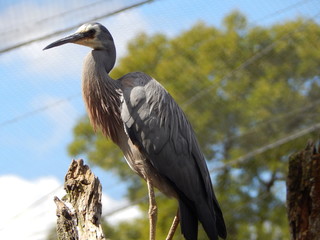 Tall grey bird with long legs and long beak perched