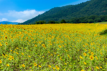 ひまわり　蒜山高原　夏　絨毯　映え　