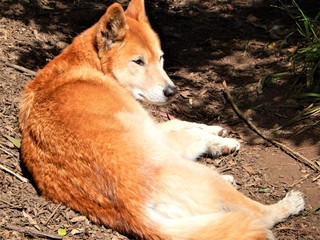 Dingo laying on the ground