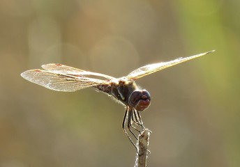 dragonfly on green background