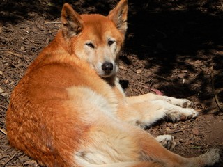 Dingo resting on the ground