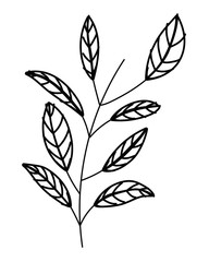 Isolated leaf design vector illustration