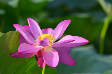 Blooming lotus flowers in the park