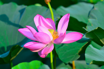 Blooming lotus flowers in the park