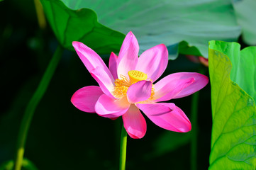 Blooming lotus flowers in the park