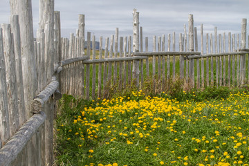 traditional wood stick fence in meadow with dandelions, Newfoundland