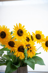 Fototapeta premium たくさんのヒマワリ
