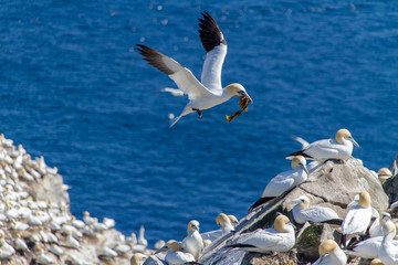 Northern Gannets nesting at Cape St. Mary's, Newfoundland