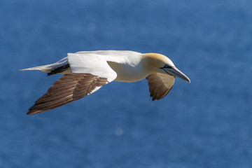 Fototapeta na wymiar Northern Gannet in flight at Cape St. Mary's, Newfoundland
