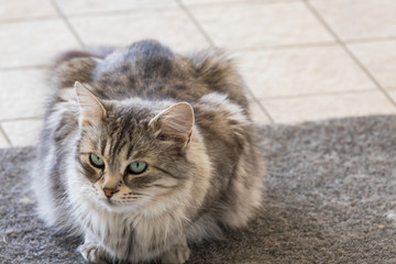 Long haired cat of livestock in relax outdoor, siberian breed