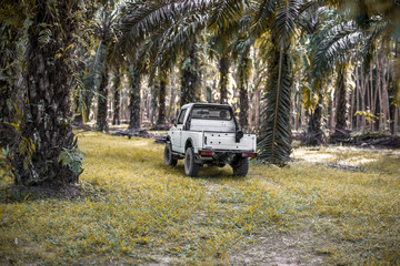 Ban Plai Klong Wan - Ranong: March 9, 2019, Palm planters are harvesting palm by jeep, in the area of Ban Pak Chan, Kra Buri District, Ranong Province, Thailand.