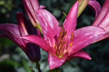Daylily Star 02