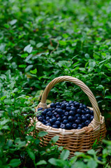 Fototapeta na wymiar Basket with blueberries on bush of bilberry in wild forest