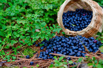 Fototapeta na wymiar Forest blueberries in basket in the wild forest