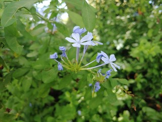 flor azul 