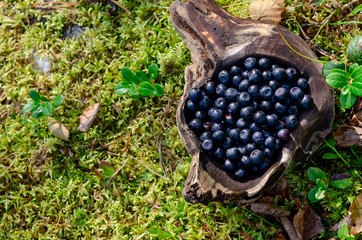 bilberry in wooden cup in forest. Fresh bilberry in cup on the ground in forest. A cup of bilberry