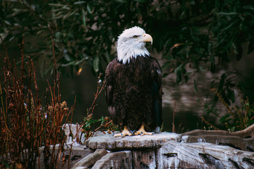 Bald Eagle