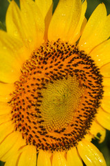 Close up image of raindrops on sunflower petals