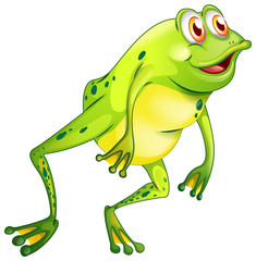 Green frog on white background