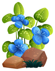 Blue flower and rocks on white background