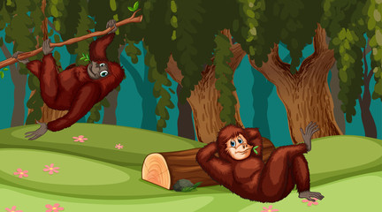 orangutans in jungle scene