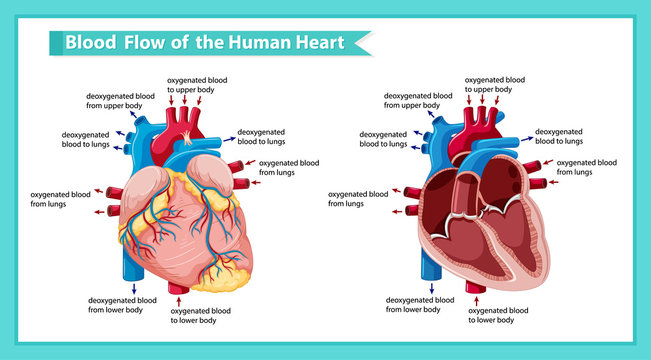 Scientific medical illustration ofblood flow through heart