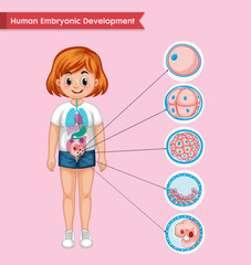 Scientific medical illustration of human embryonic development