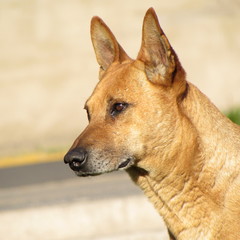 light brown dog looking at the horizon