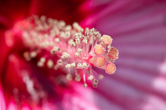 Macro shot of hibiscus flower