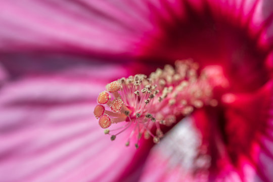 Close up of hardy hibiscus