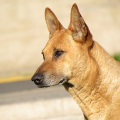 light brown dog looking at the horizon