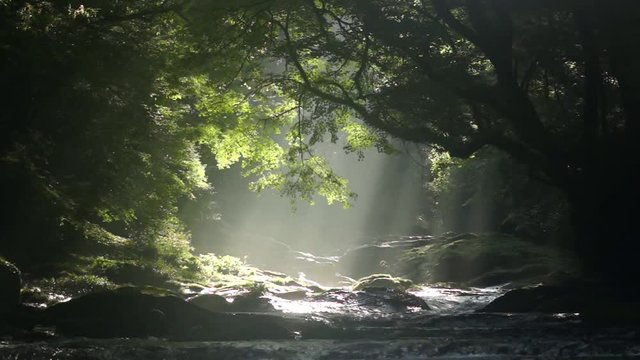 朝の菊池渓谷