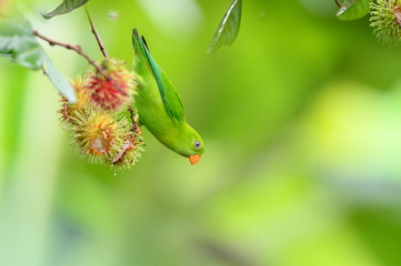 Vernal Hanging Parrot, Beautiful bird hanging on rambutan fruit