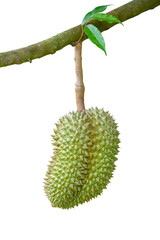 Fresh Durian isolated on white background ,King of Fruit