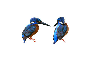 Blue-eared Kingfisher isolated on white background   ,beautiful blue bird