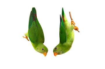 Vernal Hanging Parrot (Indian Hanging Lorikeet)  isolated on white background