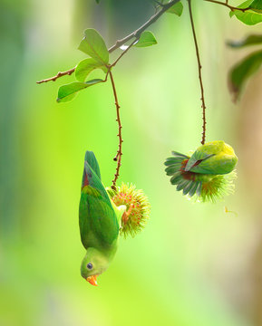 Vernal Hanging Parrot, Beautiful bird hanging on rambutan fruit