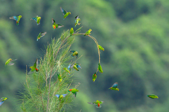 A large flock of Vernal Hanging Parrot ,Beautiful bird in nature