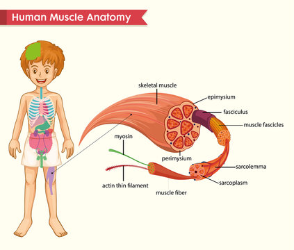 Scientific medical illustration of muscle anatomy